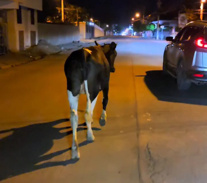 4 vacas pasearon anoche por la calle principal de Mao, en búsquedas de enamorados 4 vacas pasearon anoche por la calle principal de Mao, en búsquedas de enamorados